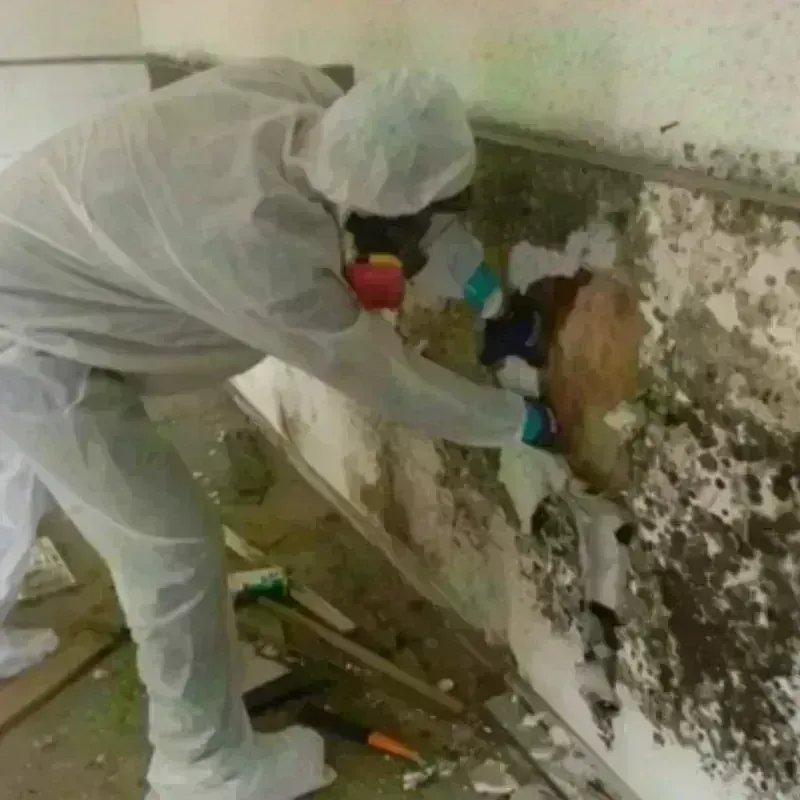 Mold Remediation and Removal in Great Bend, KS